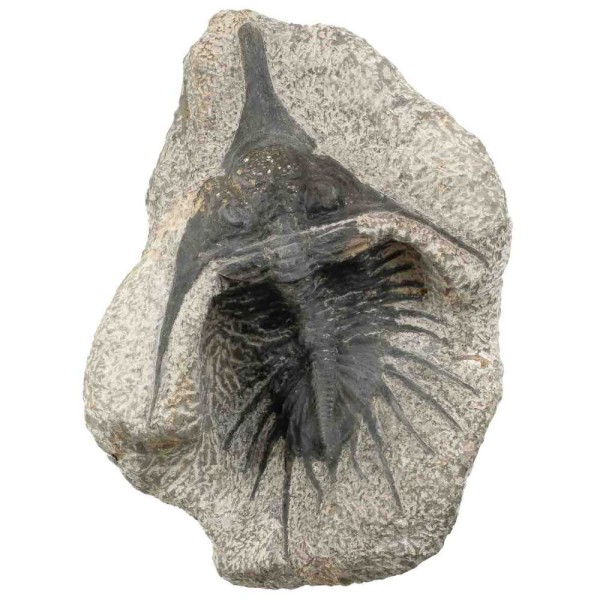 Fossile trilobite psychopige elegans sur gangue - 1305 grammes. - Photo n°2
