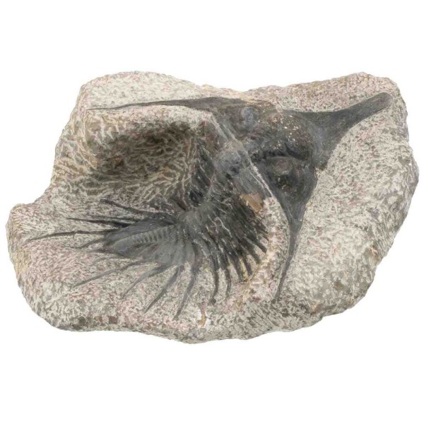 Fossile trilobite psychopige elegans sur gangue - 1305 grammes. - Photo n°3