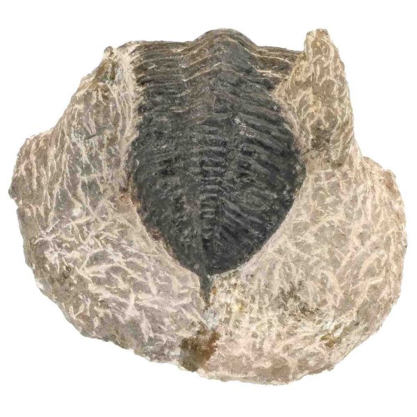 Fossile trilobite sur gangue - 230 grammes. - Photo n°3