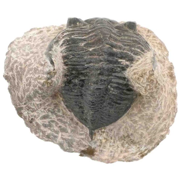 Fossile trilobite sur gangue - 230 grammes. - Photo n°4