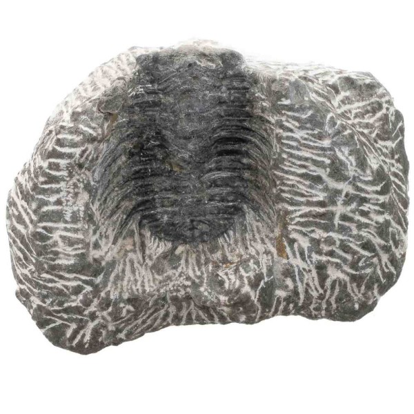 Fossile trilobite sur gangue - 210 grammes. - Photo n°2