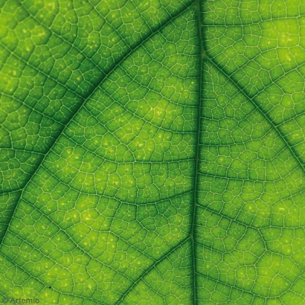 Papier scrapbooking Artemio - Vert feuilles - 30,5 x 30,5 cm - 6 feuilles - Photo n°5