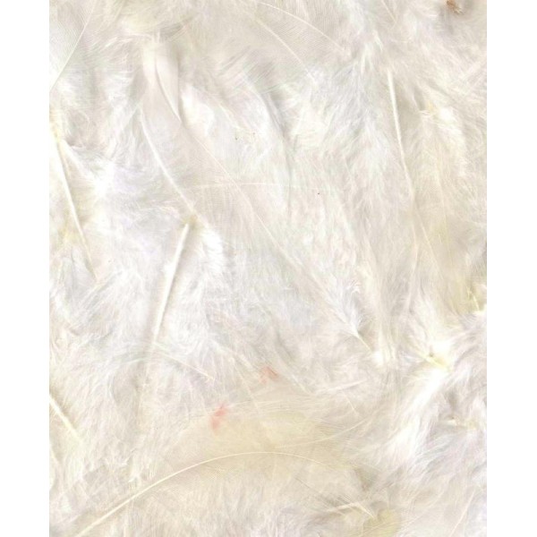 Plumes duvetées blanc - Artemio - 6 à 12 cm - 3 gr - Photo n°1