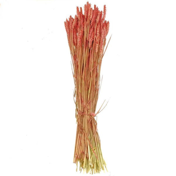 Bouquet séché de blé triticum bordeaux - 70 cm. - Photo n°1