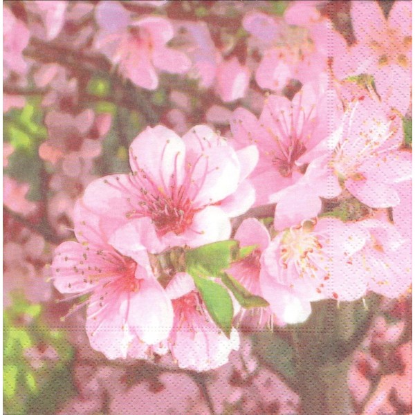 4 Serviettes en papier Rosier Roses Astronomia Meiguimov Format Lunch Decoupage 1210-7309 Atelier - Photo n°1