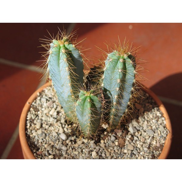 10 Graines Pilosocereus Azureus Bleu Torche Mignon Cactus, Exotiques Rares Succulentes Plantes À Fle - Photo n°2