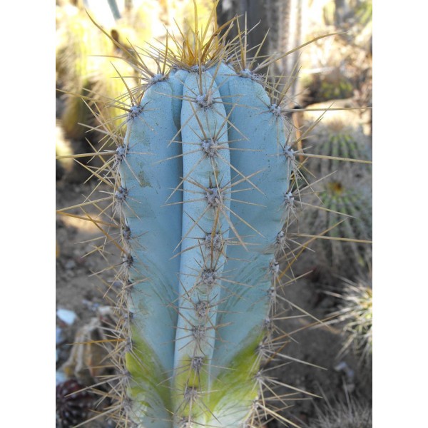 10 Graines Pilosocereus Azureus Bleu Torche Mignon Cactus, Exotiques Rares Succulentes Plantes À Fle - Photo n°3