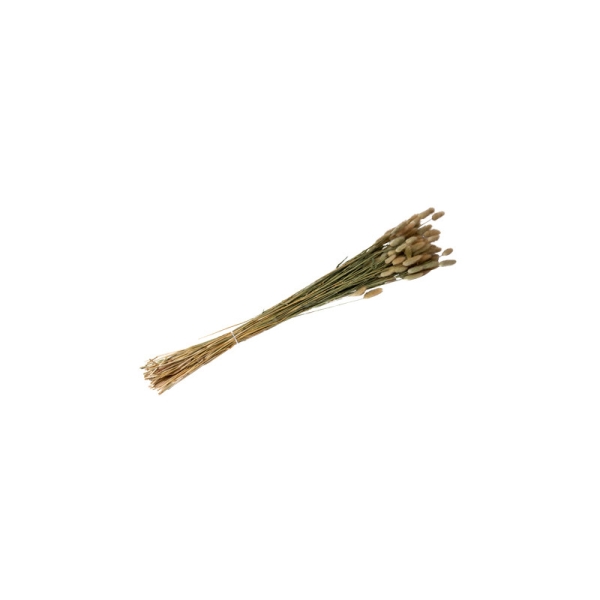 Bouquet plumeaux lagurus naturel - Photo n°1