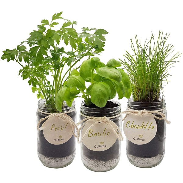 Cultivea– Kit d’Herbes Aromatiques – Graines FR 100% BIO – (Basilic, Persil et Ciboulette) - Photo n°4