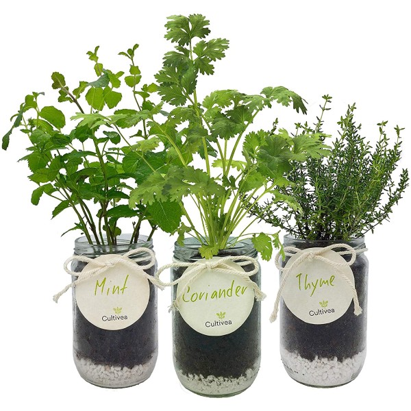 Cultivea– Kit d’Herbes Aromatiques – Graines FR 100% BIO –(Menthe, Coriandre, Thym) - Photo n°4