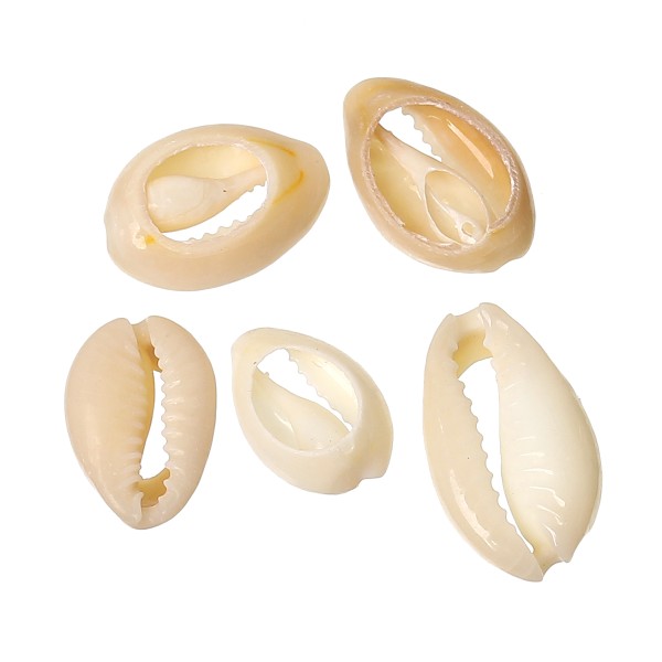 10 Perles Coquillages de Cauris Naturelle Porcelaine 21mm x 13mm - 15mm x 10mm - Photo n°2