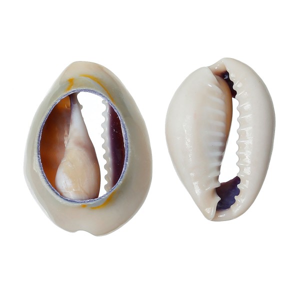 10 Perles Coquillages de Cauris Naturelle Porcelaine 27mm x 18mm - 21mm x 16mm - Photo n°2