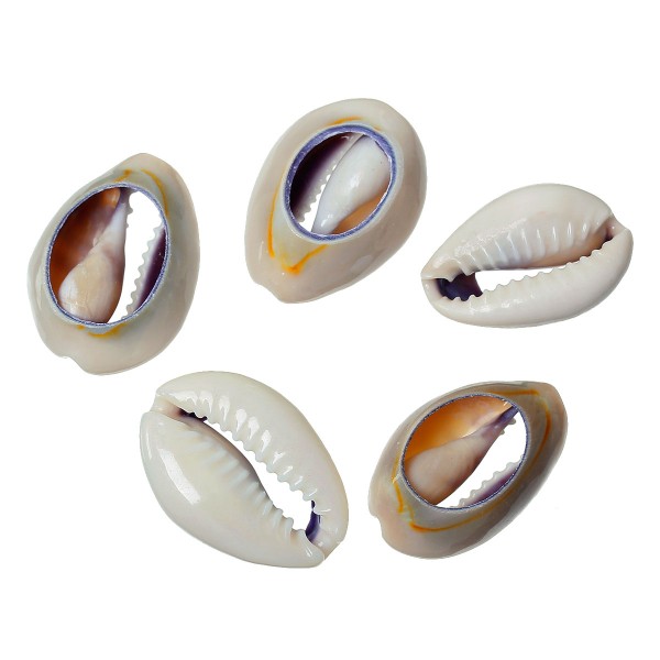 10 Perles Coquillages de Cauris Naturelle Porcelaine 27mm x 18mm - 21mm x 16mm - Photo n°1
