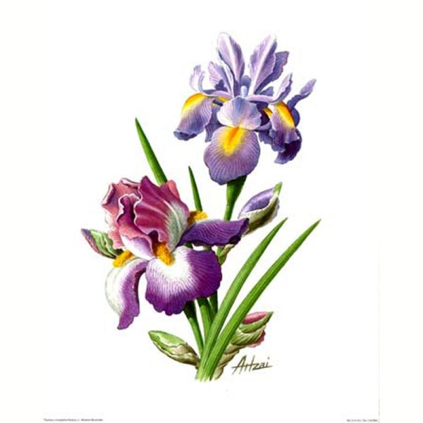 Image 3D Fleur - Iris 24 x 30 cm - Photo n°1