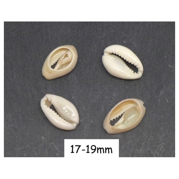 10 Perles Coquillage Cauris Blanc Ivoire Ouverts Tailles De 17mm À 19mm - Photo n°1