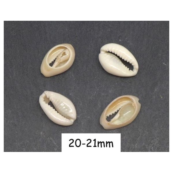 10 Perles Coquillage Cauris Blanc Ivoire Ouverts Tailles De 20mm À 21mm - Photo n°1