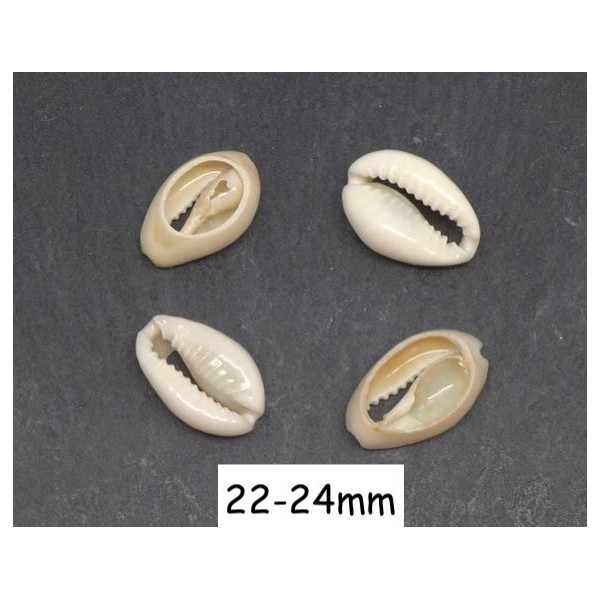 5 Perles Coquillage Cauris Blanc Ivoire Ouverts Tailles De 22mm À 24mm - Photo n°1