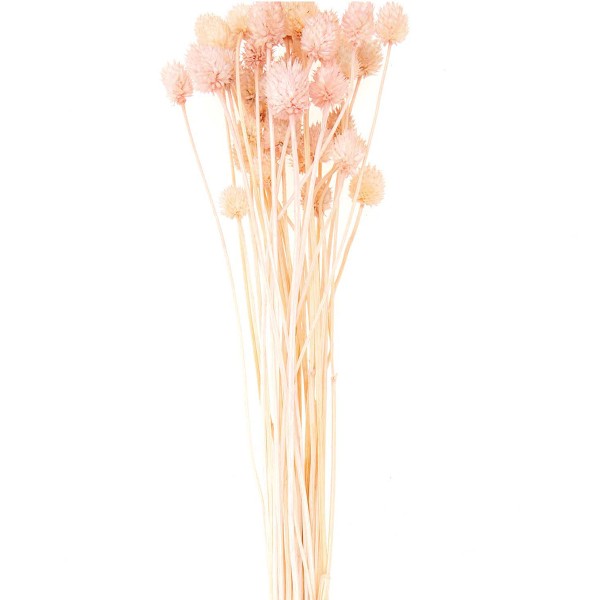 Fleurs séchées - Cardère rose - 50 g - Photo n°3