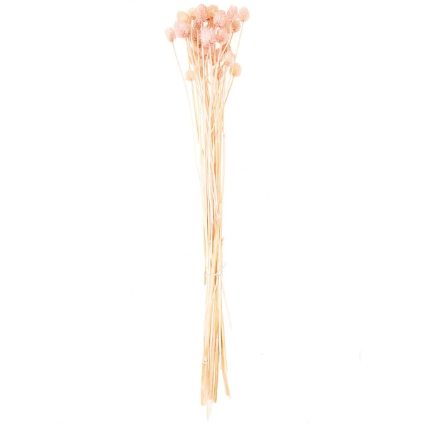 Fleurs séchées - Cardère rose - 50 g - Photo n°1