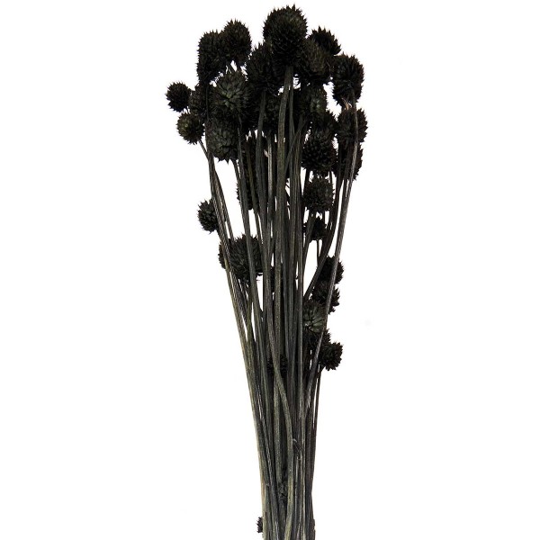 Fleurs séchées - Cardère noir - 50 g - Fleurs séchées - Creavea