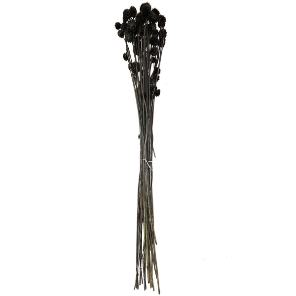 Fleurs séchées - Cardère noir - 50 g - Photo n°1