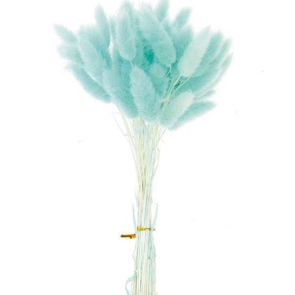 Fleurs séchées - Lagurus Turquoise - 50 pcs - Photo n°3