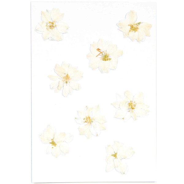 Fleurs pressées - Delphinium blanc - Ø 2,5 cm - 8 pcs - Photo n°3