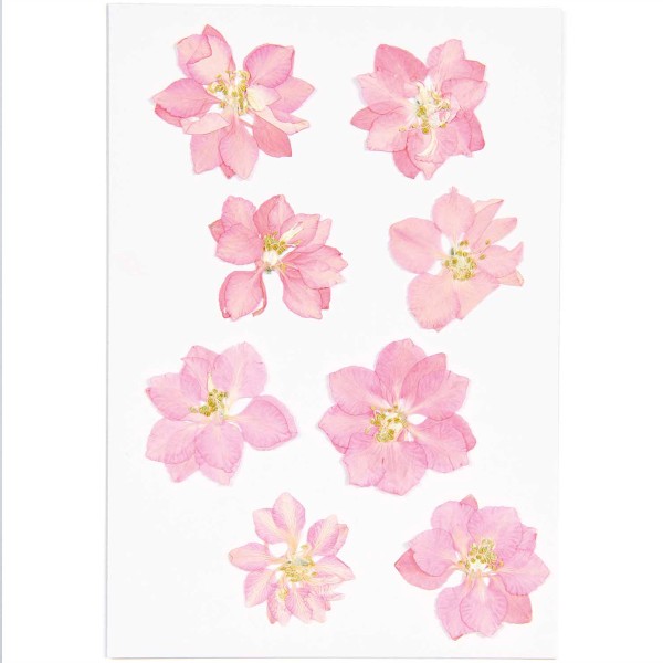 Fleurs pressées - Delphinium rose - 2,5 cm - 8 pcs - Photo n°3