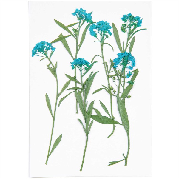 Fleurs pressées - Alysson maritime bleu - 9 cm - 6 pcs - Photo n°3