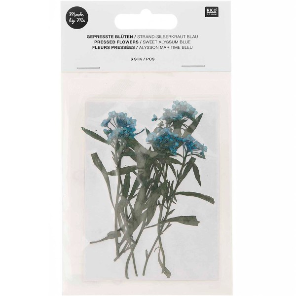 Fleurs pressées - Alysson maritime bleu - 9 cm - 6 pcs - Photo n°1