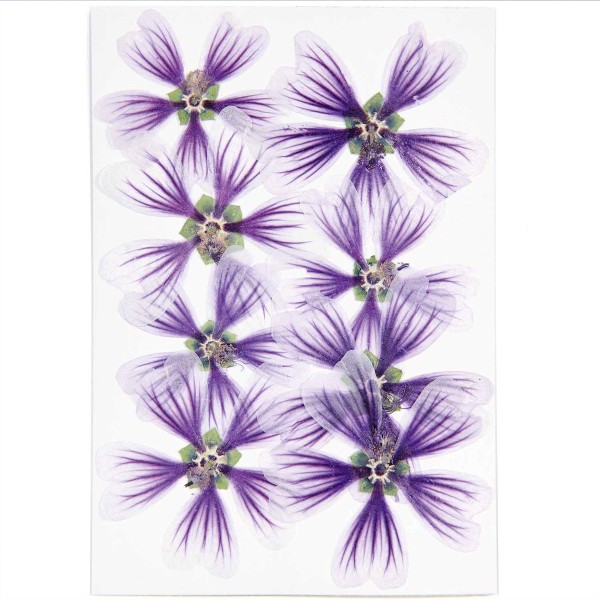 Fleurs pressées - Trémière violet - Ø 4 cm - 8 pcs - Photo n°3