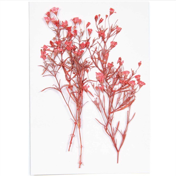 Fleurs pressées - Gypsophile Rouge - 4 cm - 4 pcs - Photo n°3