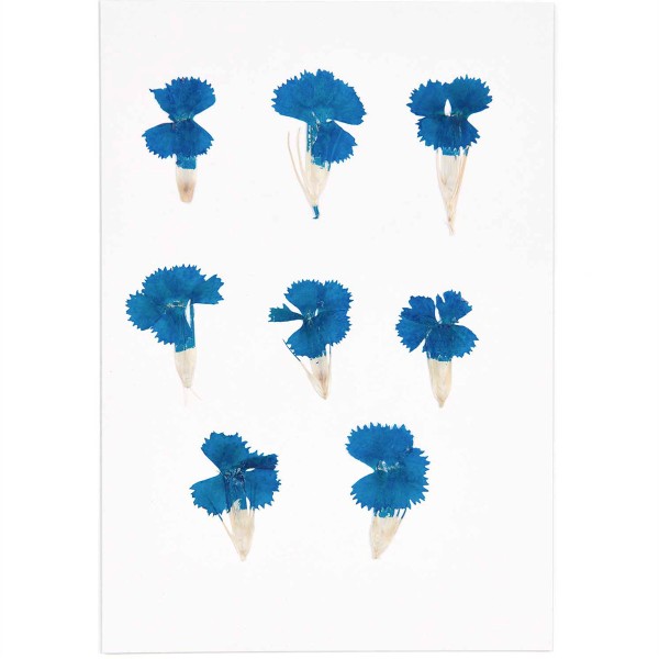 Fleurs pressées - Dianthus chinois bleu - 2,5 cm - 6 pcs - Photo n°3