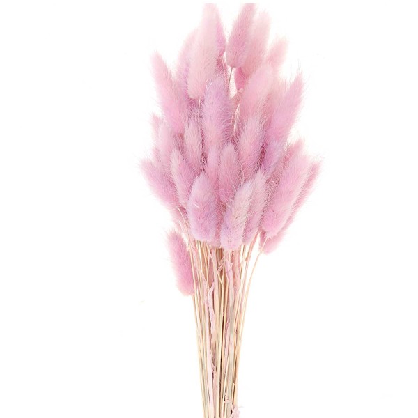Fleurs séchées - Lagurus lilas - 50 pcs - Photo n°3