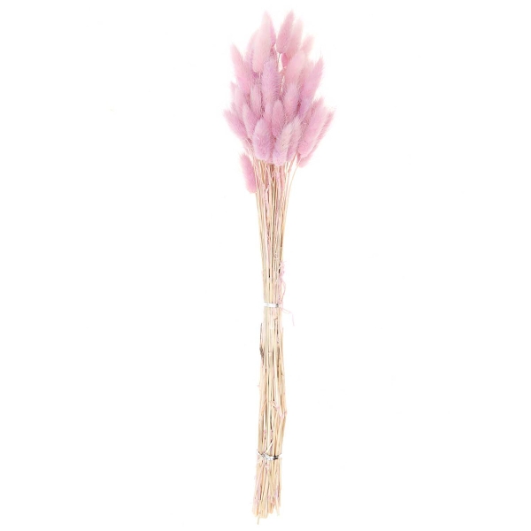 Fleurs séchées - Lagurus lilas - 50 pcs - Photo n°1