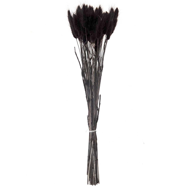 Fleurs séchées - Lagurus noir - 50 pcs - Photo n°1