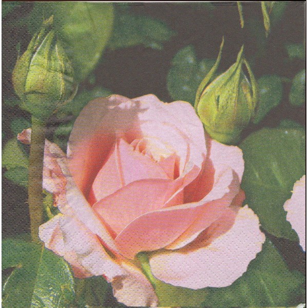 4 Serviettes en papier Roses Rosier Fleurs Format Lunch 1210-8135 AvantGarde Decoupage - Photo n°2