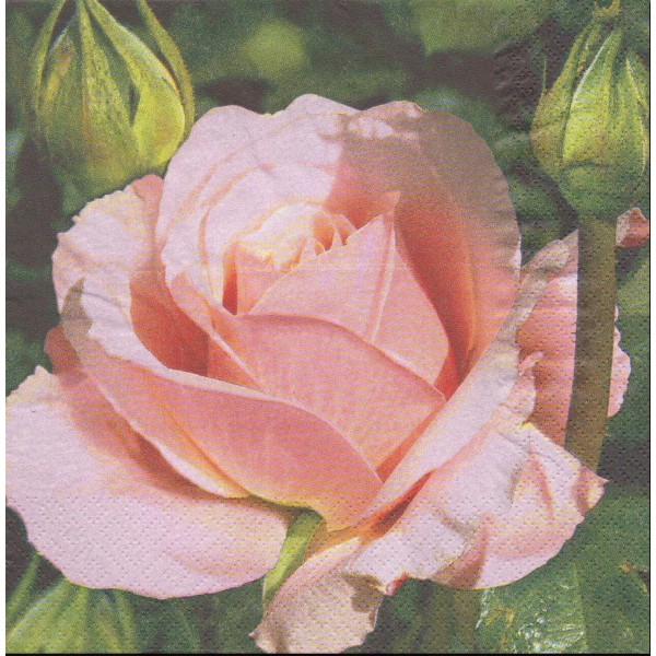 4 Serviettes en papier Roses Rosier Fleurs Format Lunch 1210-8135 AvantGarde Decoupage - Photo n°1